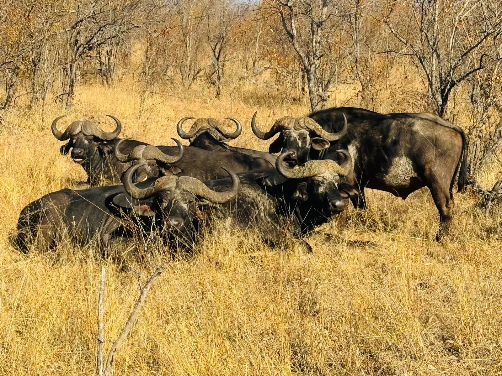 This American family is creating lifelong memories at Sabi Sabi while experiencing the very best of an African safari.